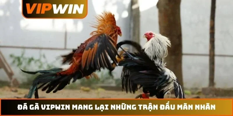 Đá gà VIPWIN mang lại những trận đấu mãn nhãn