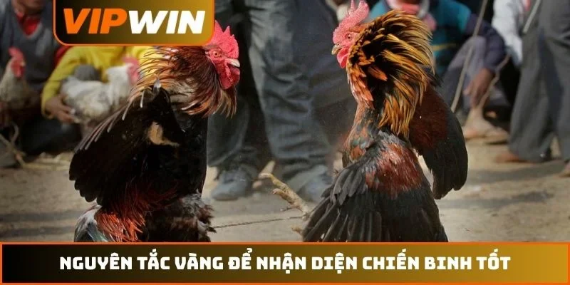 Nguyên tắc vàng để nhận diện chiến binh tốt